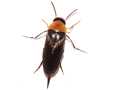 Litargus connexus